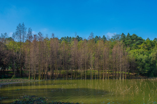 蓝天树林风景