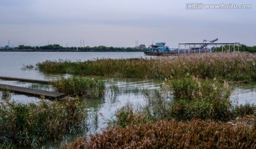 河岸水草