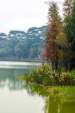 湖岸水杉