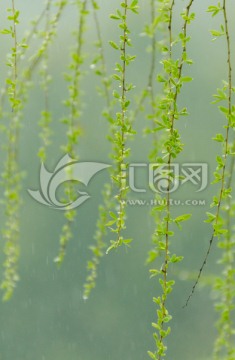 柳叶雨滴