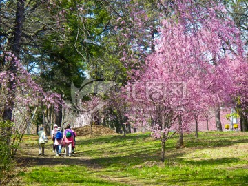 松柏 樱花树