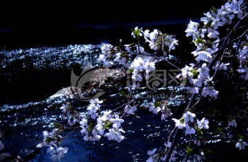 溪水樱花图