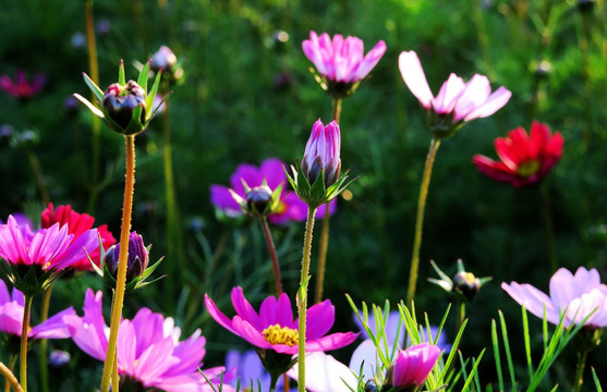 格桑花