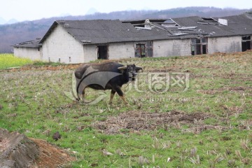 田园牛