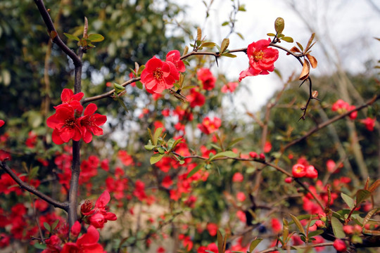 复兴公园山茶花