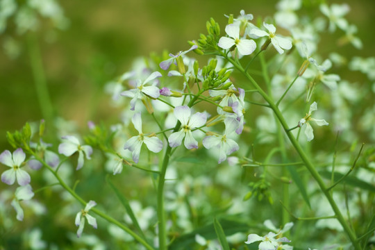 油菜花