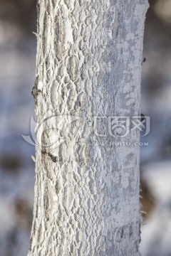 白桦树皮