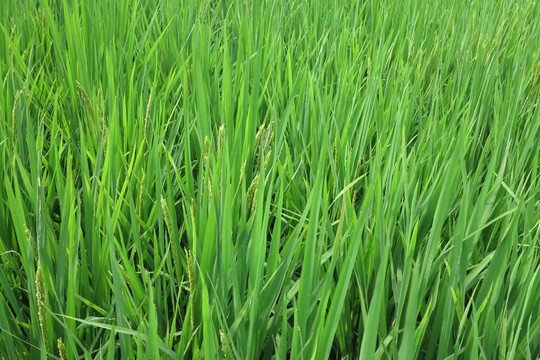 水稻 稻花