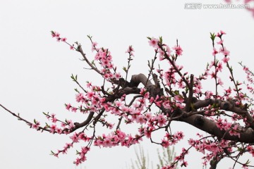 桃花 植物花卉