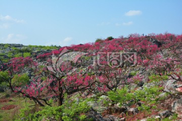 桃花林