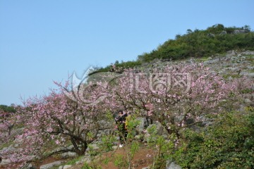 桃花园