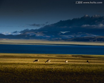 高原牧场 西藏风光 高清晰