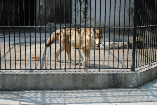 狼 野狼