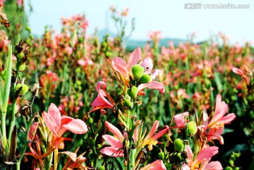 红色花朵