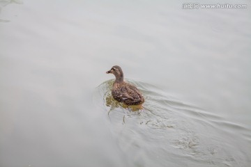 水中的鸳鸯