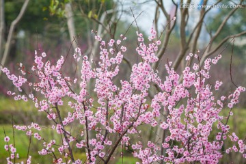 浪漫樱花