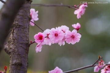 浪漫樱花