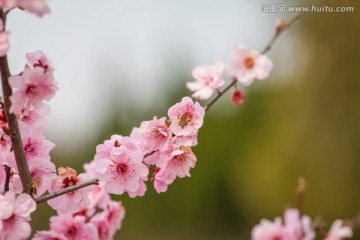 浪漫樱花