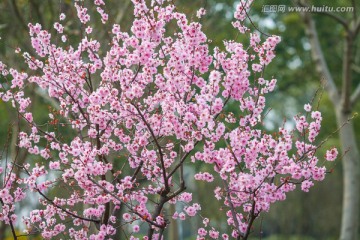 浪漫樱花