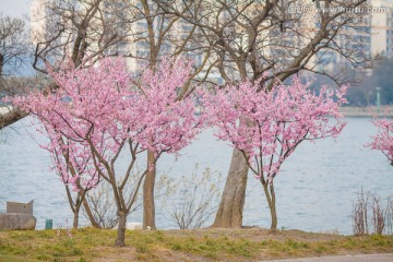 湖边的樱花树