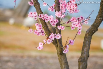 粉红色的樱花