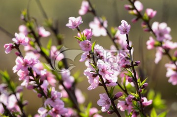 桃花春色