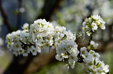 李子花