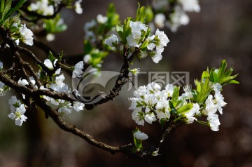 李子花