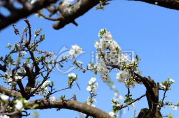 白色李花