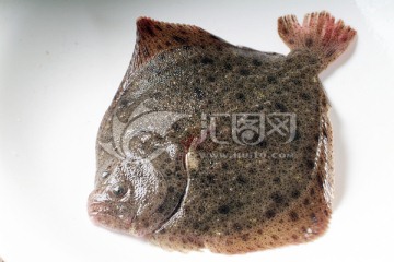 清蒸多寶魚 