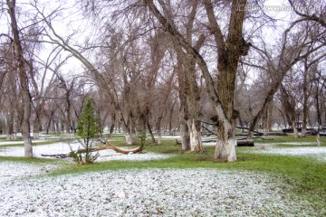 春雪