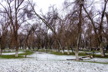 春雪