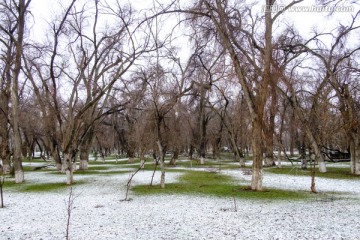 春雪