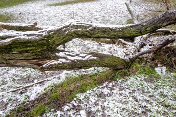 春雪
