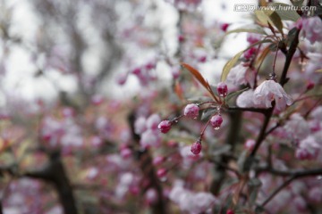 苹果花