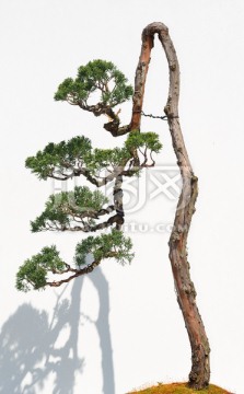 松樹盆景
