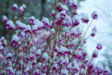 落雪后的杜鹃花