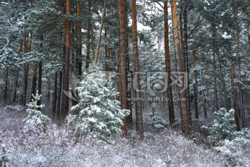 落雪后的松林雪景