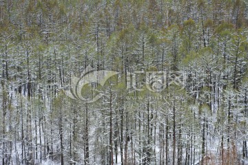 落雪后的松林