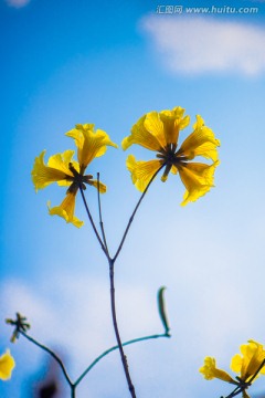 黄花风铃