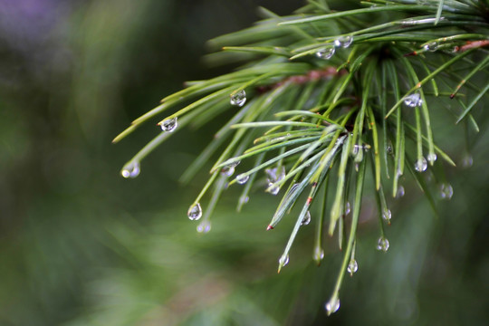 松枝雨滴