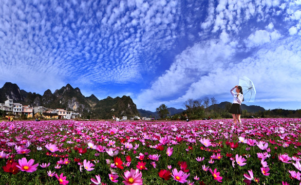 巴马格桑花