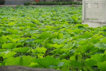 荷花池塘水榭