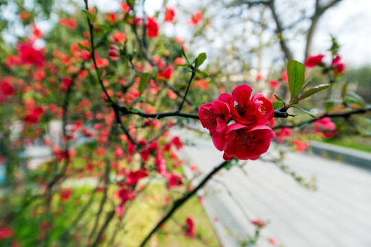 花 茶花