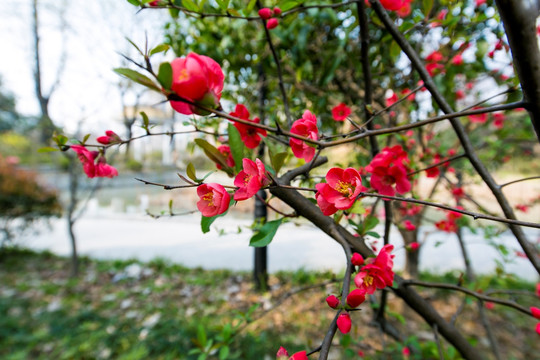 花 茶花