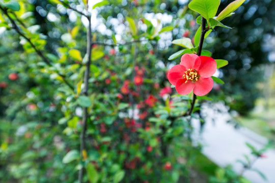 复兴公园山茶花