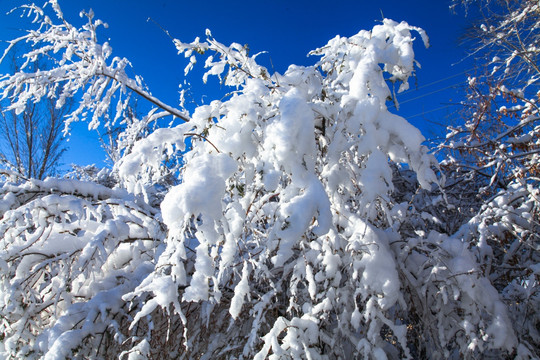 冬季白蜡树