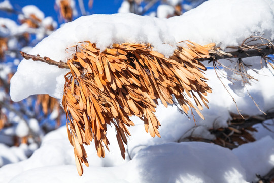 雪落白蜡