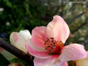 山茶花