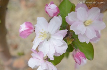 春暖花开